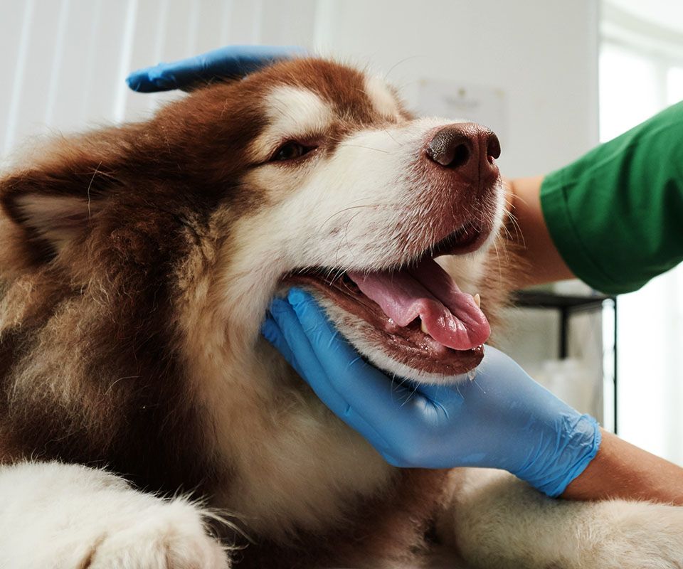 veterinarian checking tongue teeth dog