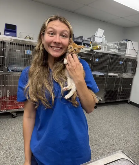 veterinarian with his assistant checking a cat 