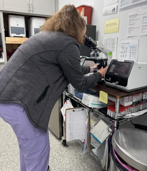 vet taking blood sample from dog