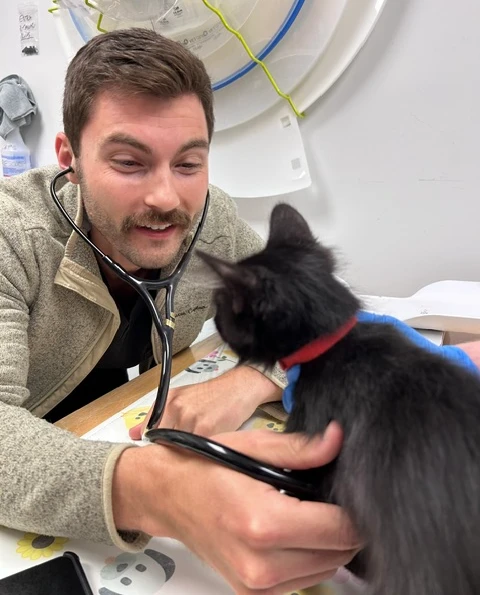 veterinarian examines kittens ear