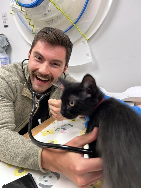 vet taking blood sample a brown border collie dog