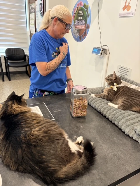 vet showing dog's teeth