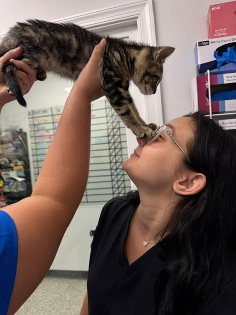 veterinary taking x-ray exam to a dog