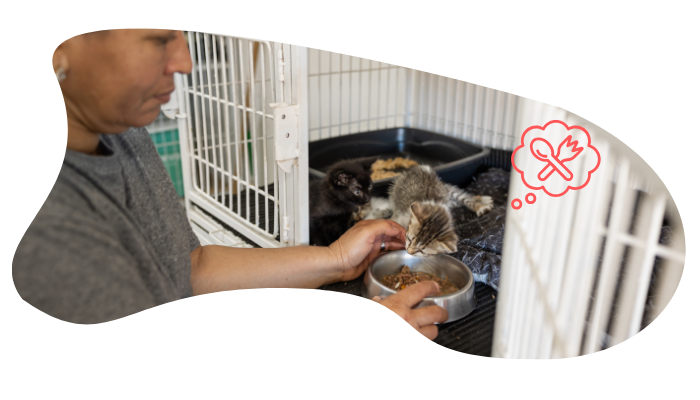 Shelter pet receiving veterinary care
