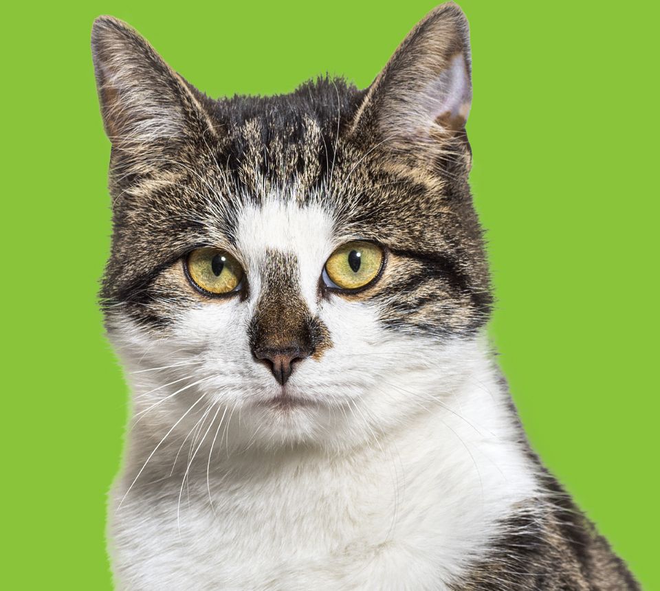 beautiful cat with green background