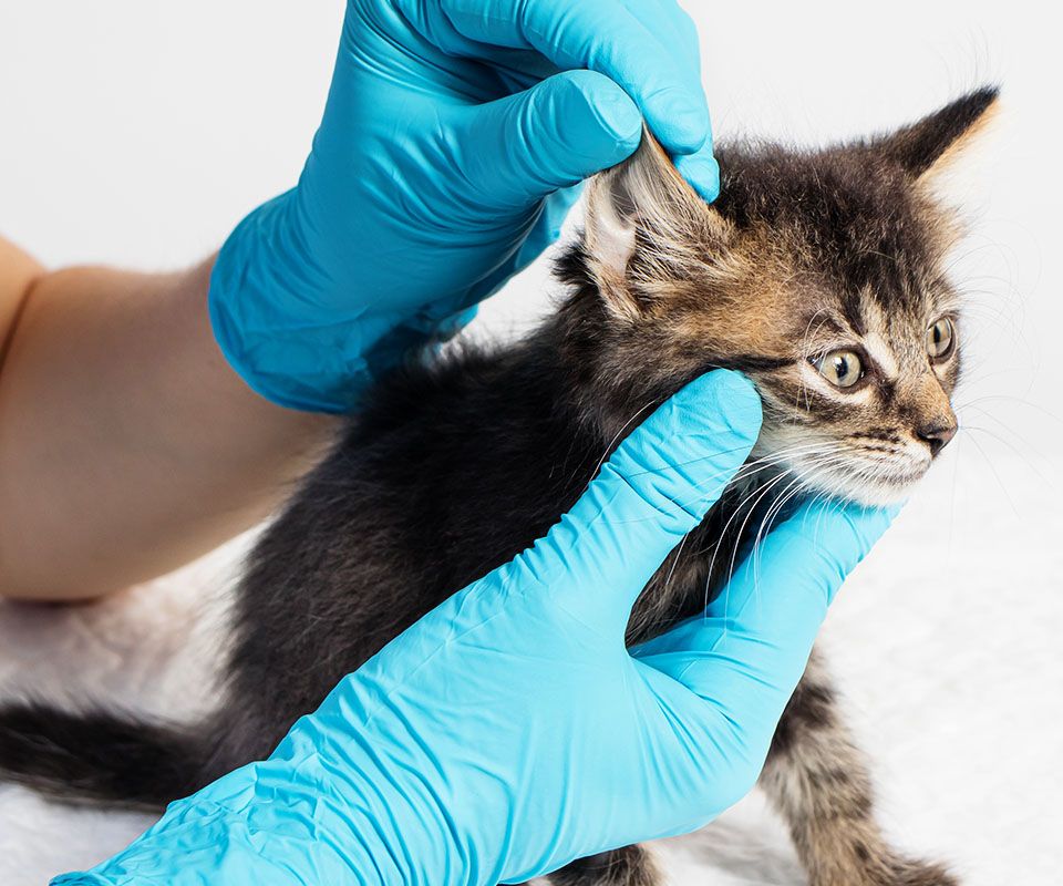veterinarian examines kittens ear