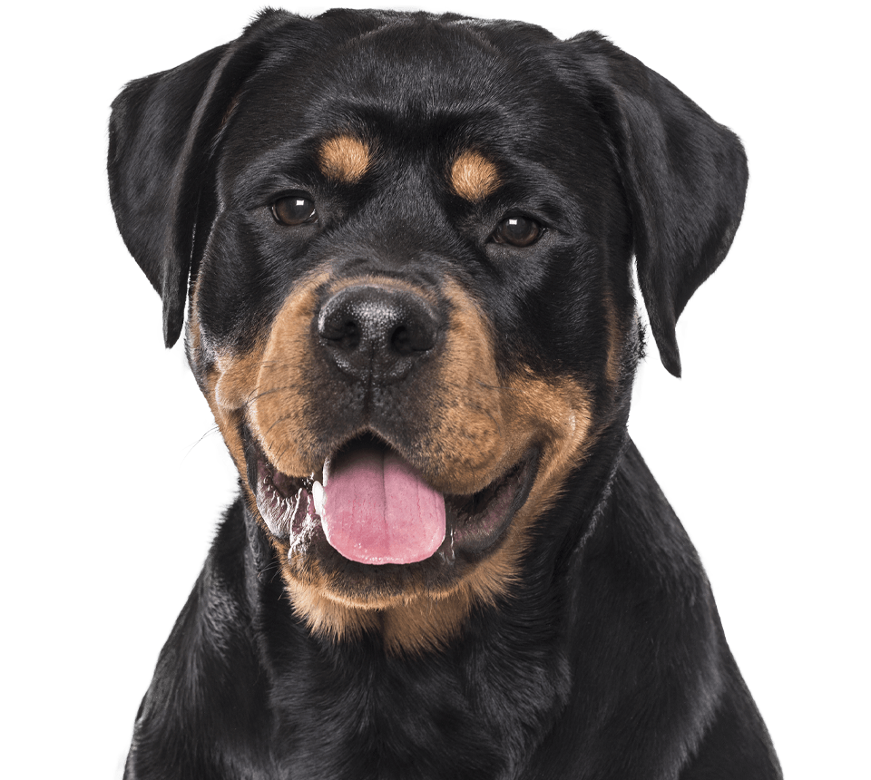 happy rottweiler dog