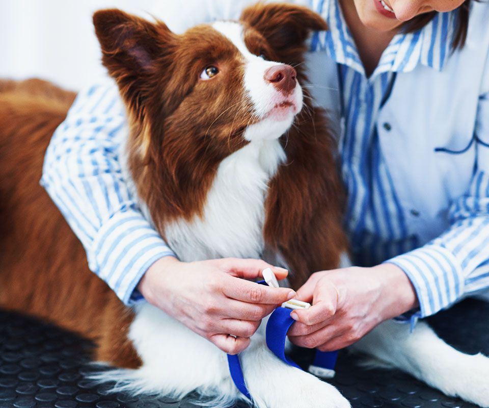 vet taking blood sample a brown border collie dog