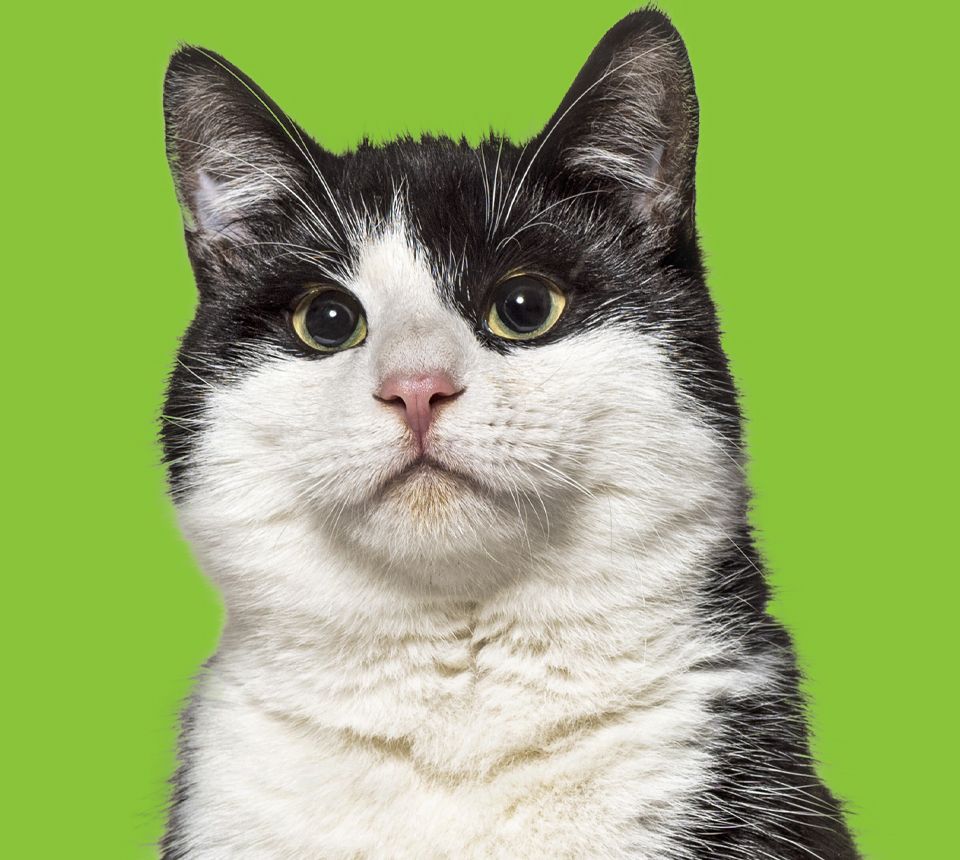 black and white cat with green background