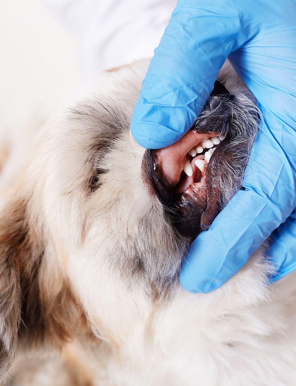 vet showing dog's teeth