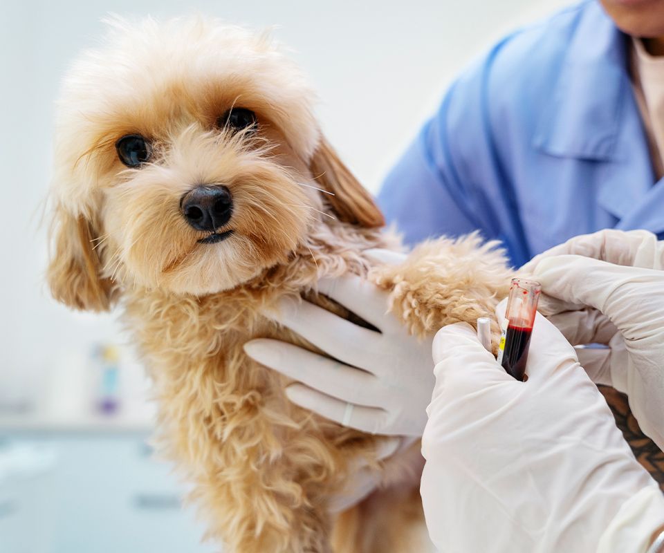 vet taking blood sample from dog