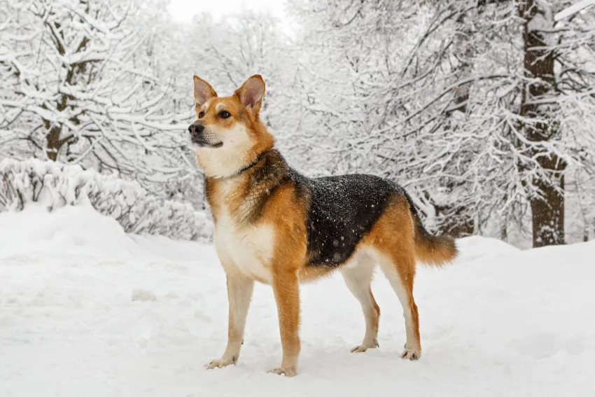 big-dog-on-a-winter-walk-2026-01-07-06-45-02-utc