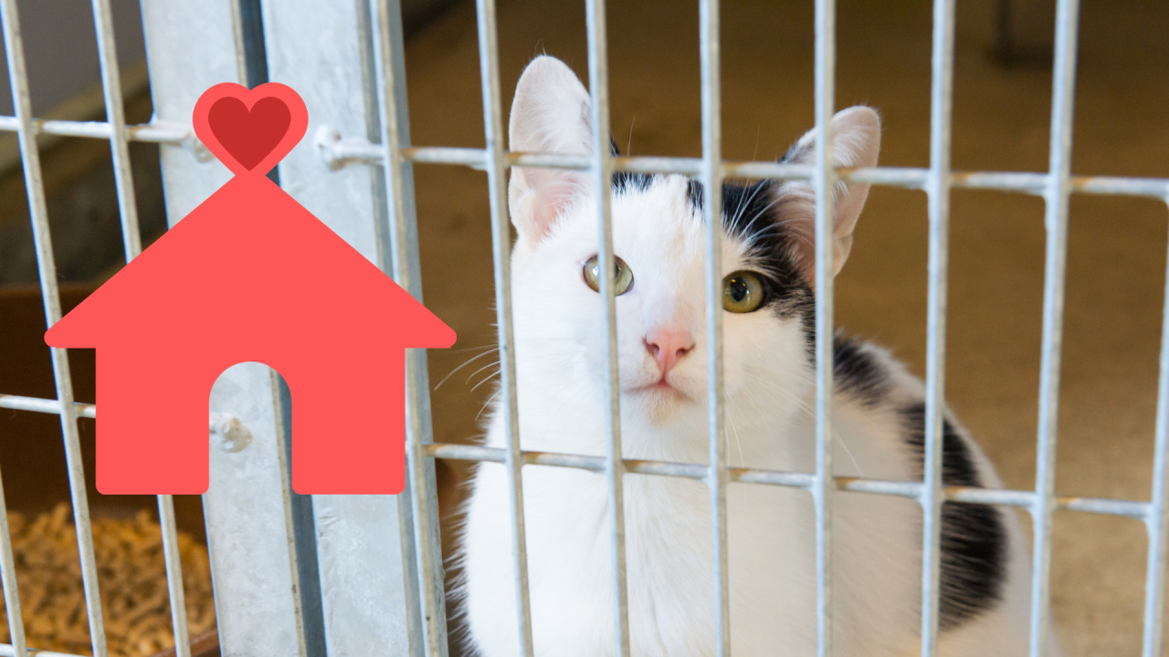 Shelter Cat Adoption in Bel Air