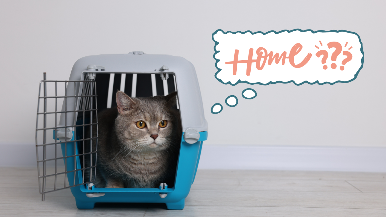 New cat in a carrier as a family prepares to bring their pet home in Bel Air, MD