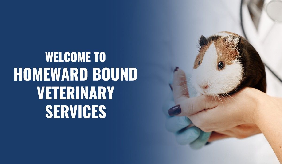 welcome-to-homeward-bound-veterinary-services