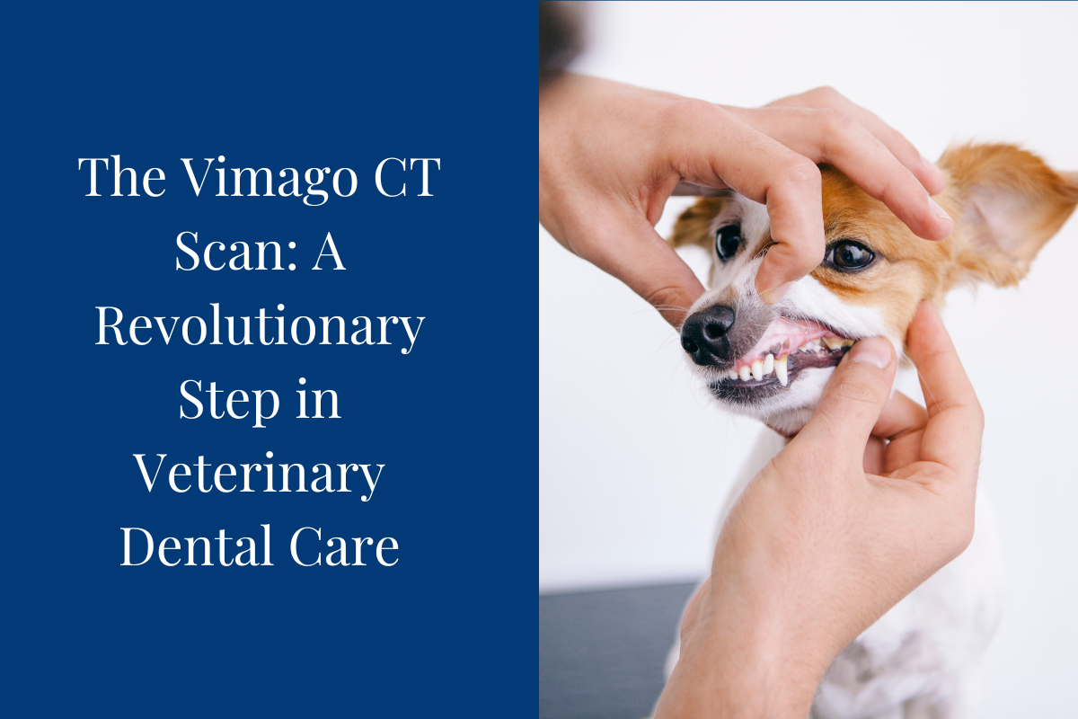 The-Vimago-CT-Scan-A-Revolutionary-Step-in-Veterinary-Dental-Care-1