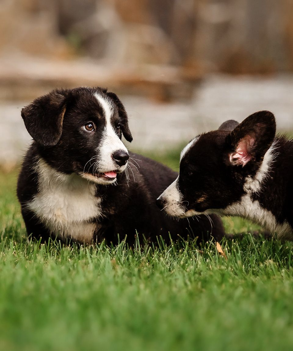two puppies playing on the green grass