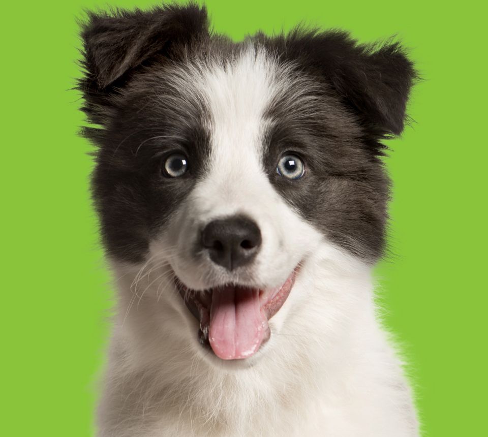 smiling brown border collie puppy
