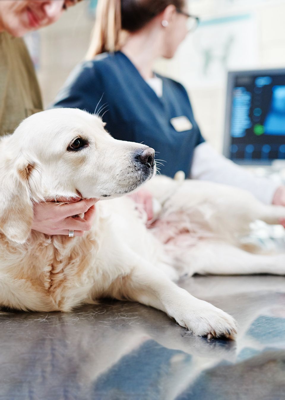 vet doing ultrasound on golden retriever dog