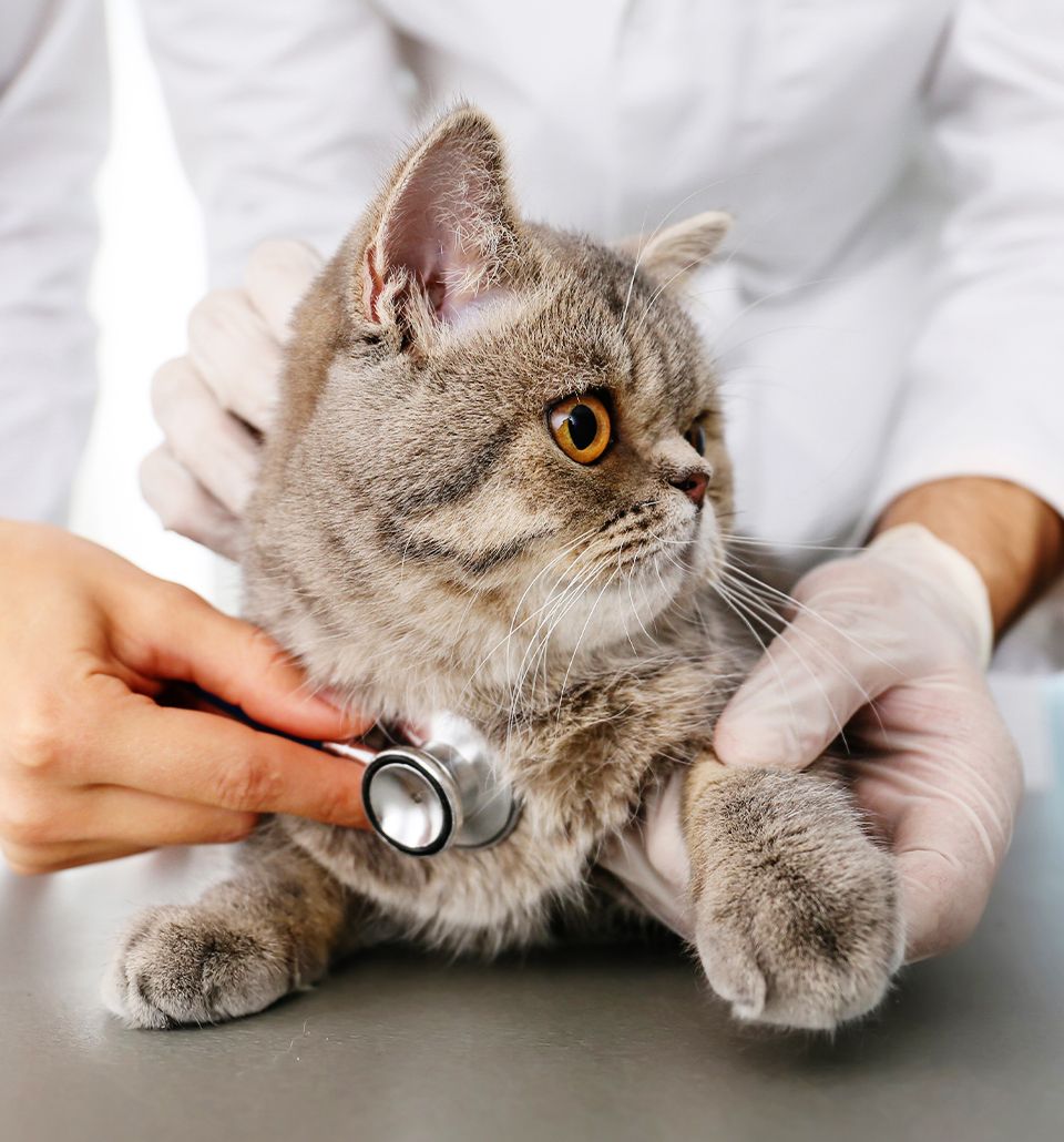 veterinarian with his assistant checking a cat 