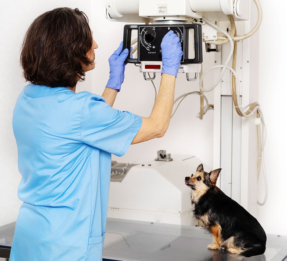 veterinary taking x-ray exam to a dog