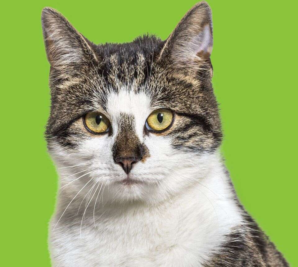 A tabby cat with green eyes staring forward against a green background.