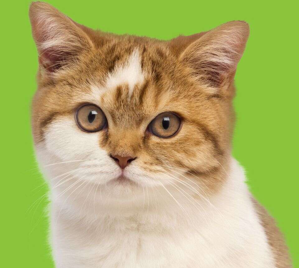 A fluffy, orange and white cat with wide eyes and a curious expression.