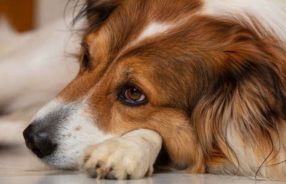 A brown and white dog lies down, resting its head on its paw, with a contemplative expression.