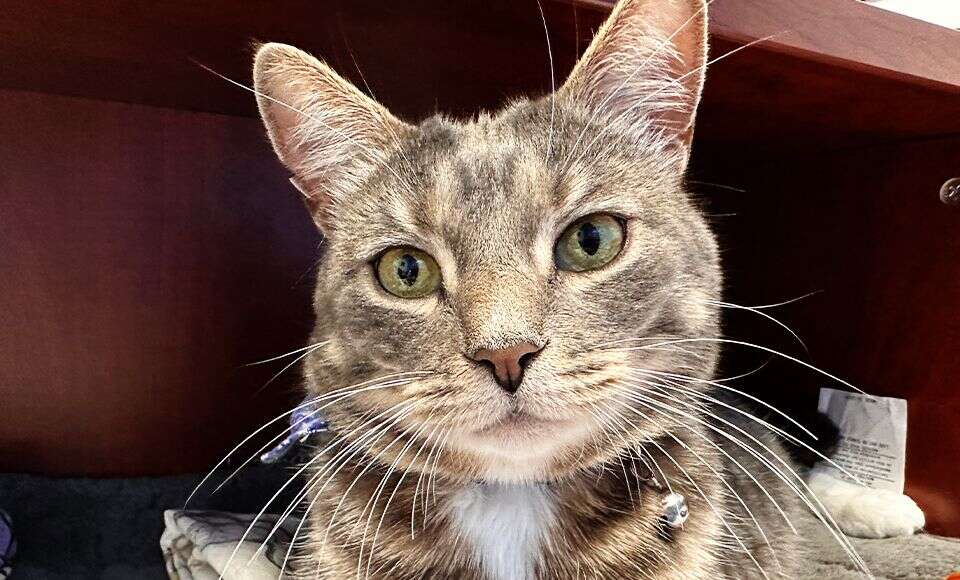 Gray tabby cat with green eyes and a collar, sitting under a wooden shelf.