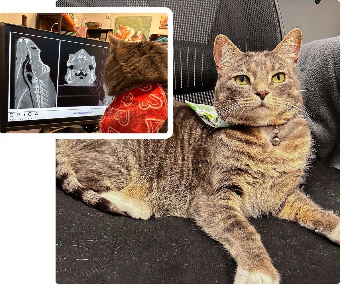 A grey tabby cat wearing a bandana lies on a chair; a smaller image shows a cat viewing a computer screen with a scan.