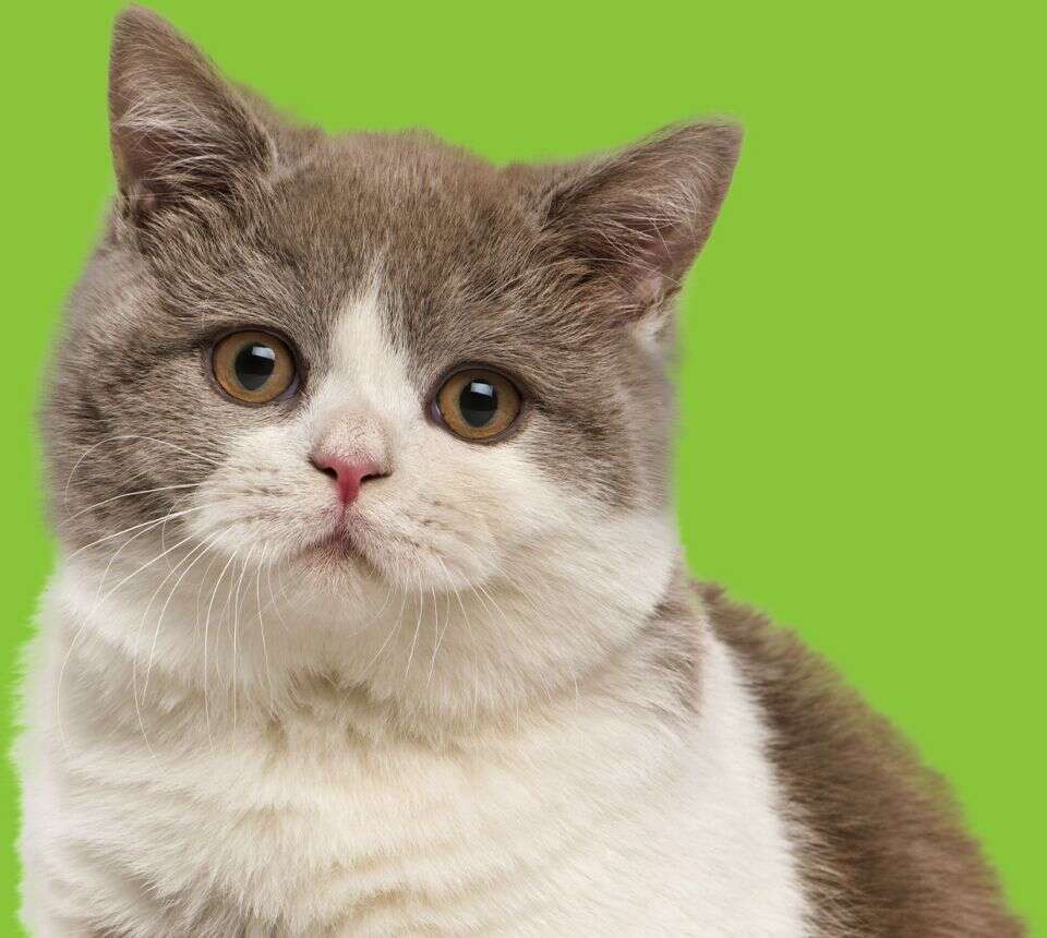 A fluffy, gray-and-white cat with big eyes looking forward against a bright green background.