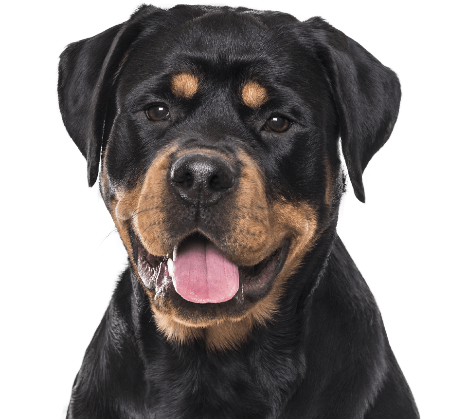 Rottweiler dog with black and tan fur looking forward, mouth open and tongue out.