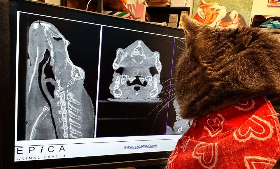 A cat wearing a red scarf with hearts looks at medical scans on a computer screen.