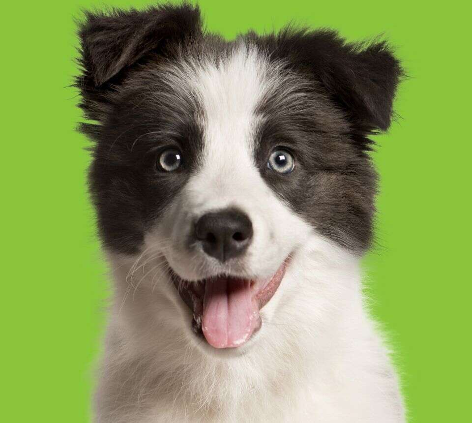 A happy black and white dog with blue eyes and a playful expression on a green background.