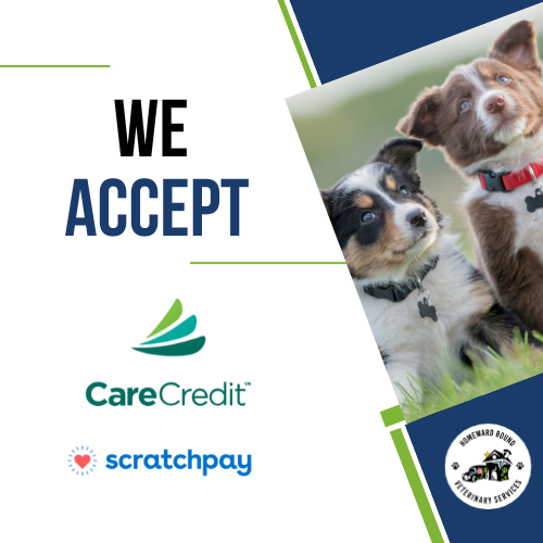 Two playful dogs in grass with logos for CareCredit and Scratchpay, plus a veterinary service emblem.