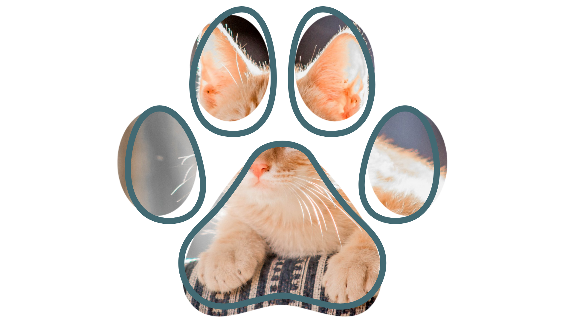 Orange kitten resting inside a paw-shaped frame, eyes partially closed.