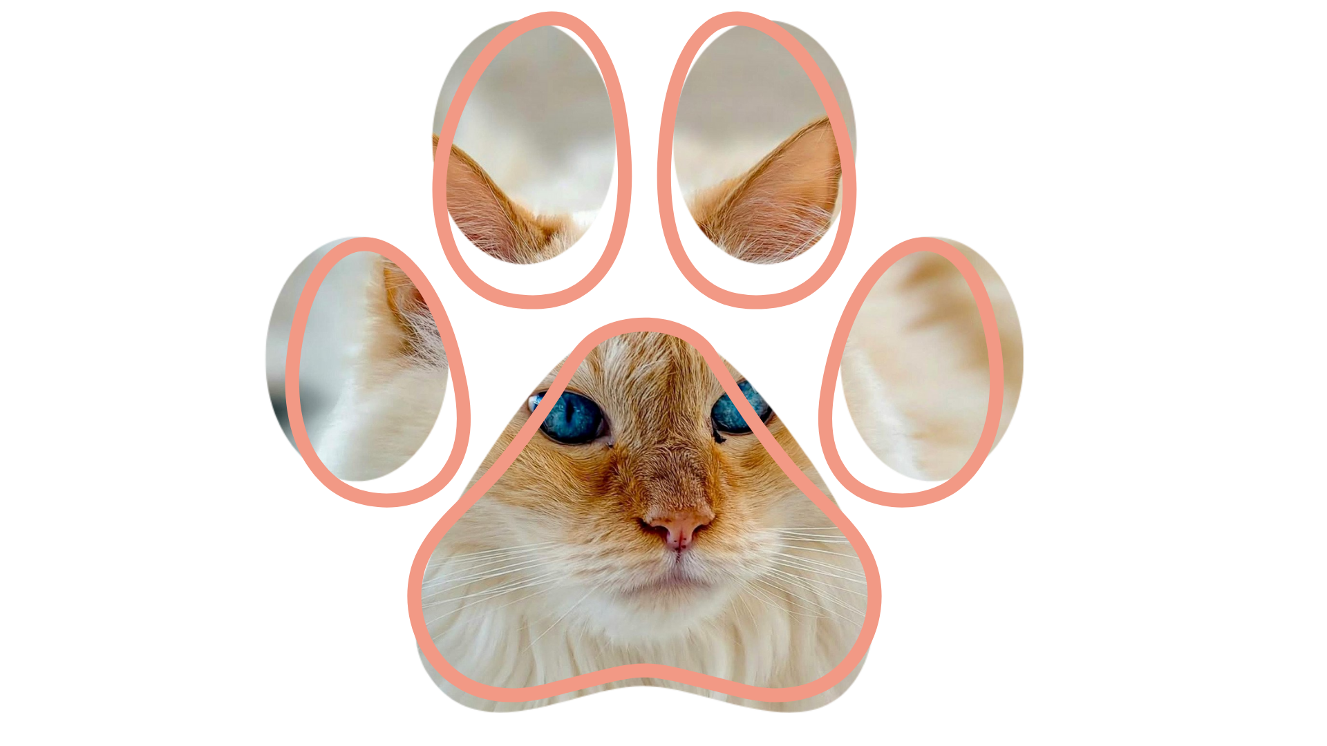 A cat's face with blue eyes and orange fur framed within a paw print outline.