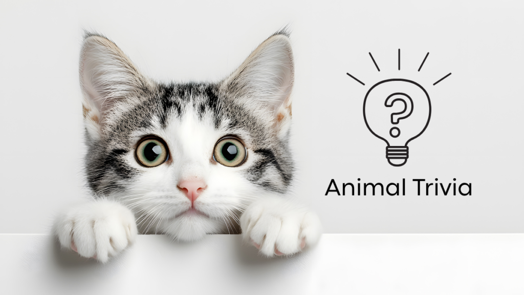 A curious kitten peeks over a ledge beside a lightbulb icon with a question mark and the words "Animal Trivia.