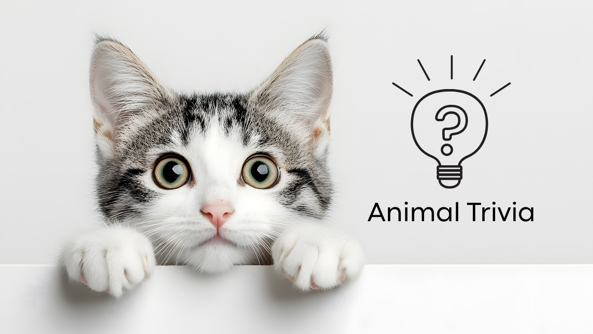 A curious kitten peeks over a ledge beside a lightbulb icon with a question mark and the words "Animal Trivia.