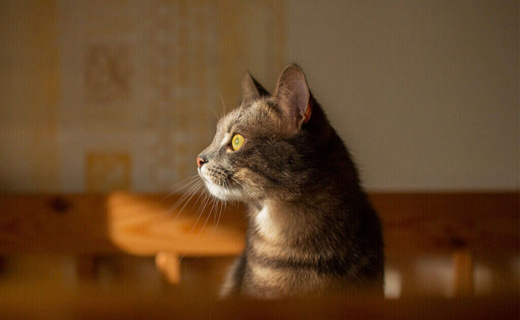 A tabby cat with yellow eyes gazes attentively to the side, illuminated by warm sunlight.