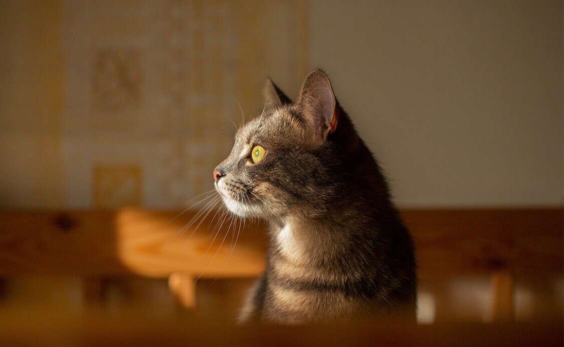 A tabby cat with yellow eyes gazes attentively to the side, illuminated by warm sunlight.