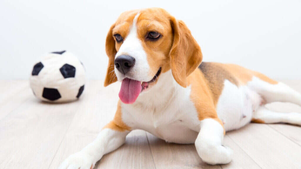 Beagle lying on the floor with a soccer ball nearby, tongue out and looking content.