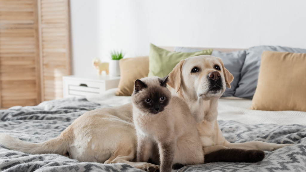Labrador retriever and Siamese cat sitting together on a bed.