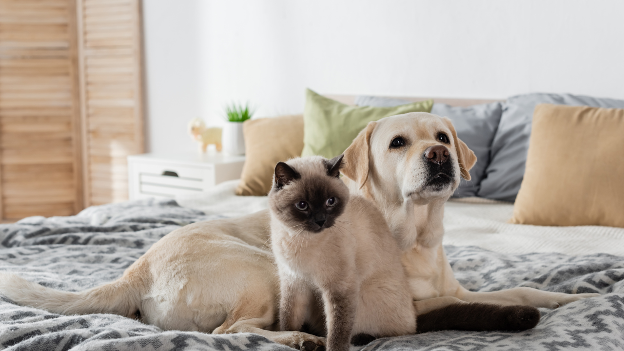 Labrador retriever and Siamese cat sitting together on a bed.