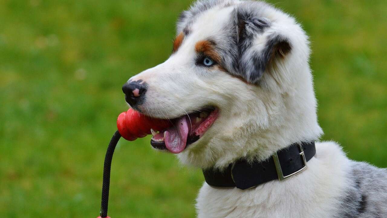 A dog with multicolored fur holds a red toy in its mouth, sitting on grass.