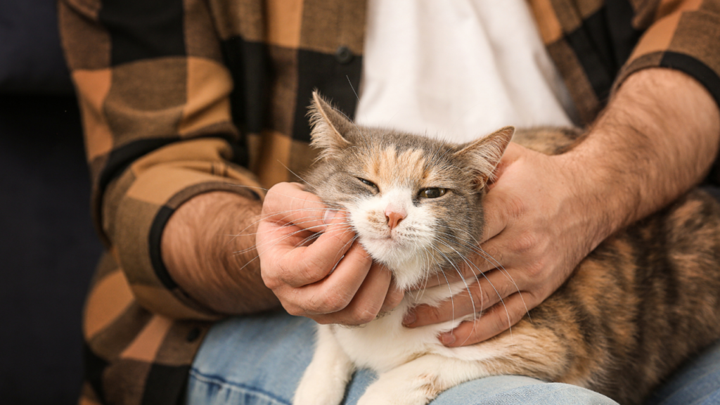 Person gently petting a content calico cat, resting on their lap.
