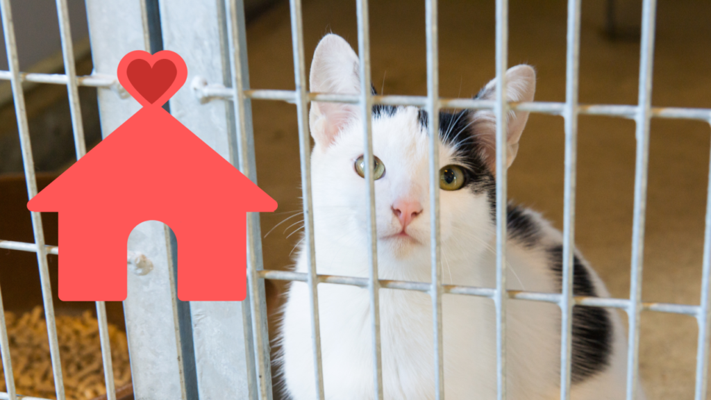 A black and white cat behind a metal fence, looking forward, with a red heart above a house icon in the foreground.