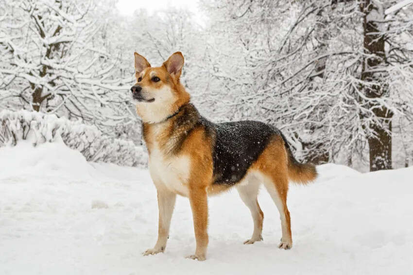 A brown and black dog stands in a snowy landscape with snow-covered trees in the background.