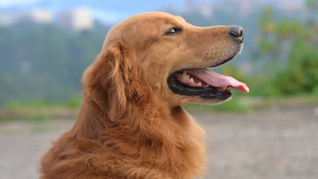 Golden retriever panting with its tongue out, gazing to the right.