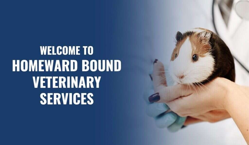 A veterinarian gently holds a guinea pig beside the text "Welcome to Homeward Bound Veterinary Services.